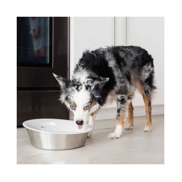 petmate fresh flow pump