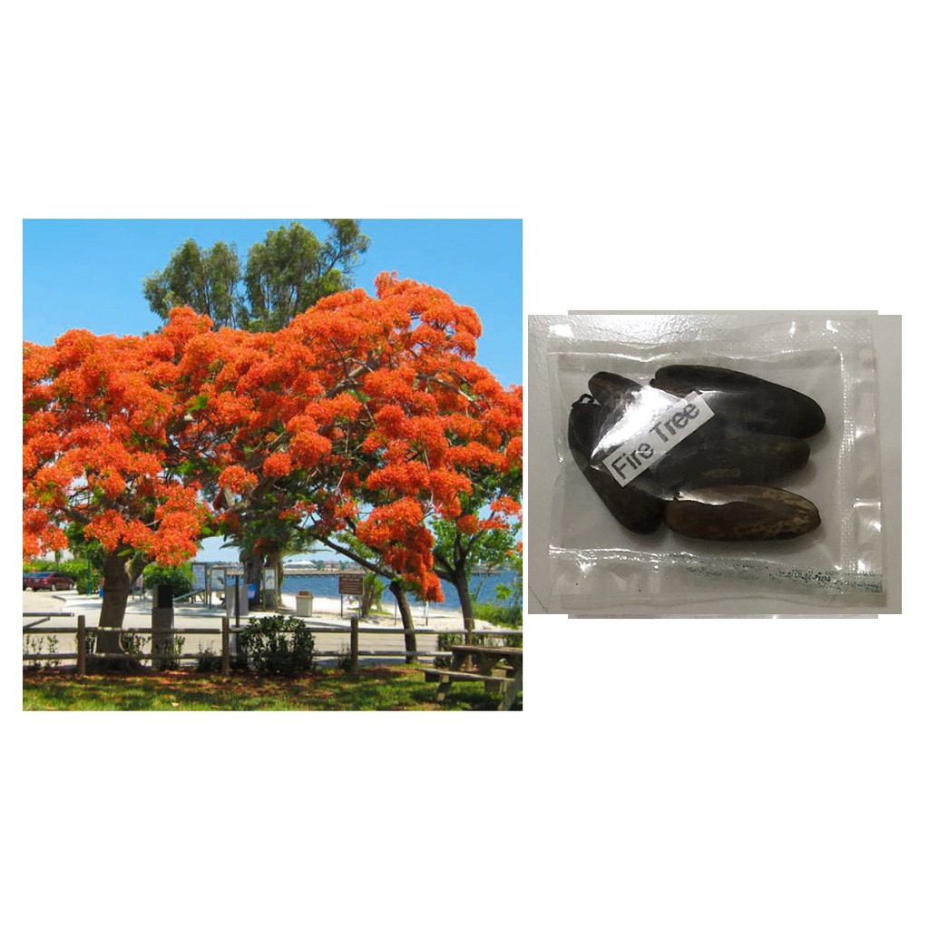 Grow Your Own Bonsai Royal Flame Tree (Delonix Regia) Seeds - Pack Of 5  Rare Seeds For Indoor Bonsai Or Houseplant Tropical Plant Seeds