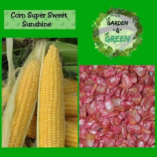 Corn▪︎Mais seeds (White corn▪︎Sweet corn▪︎Purple corn) #6