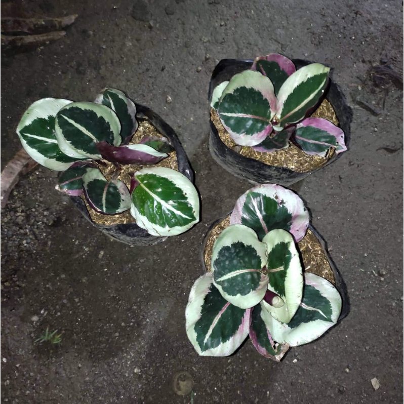 Calathea Cynthia/Prayer plant Shopee Philippines