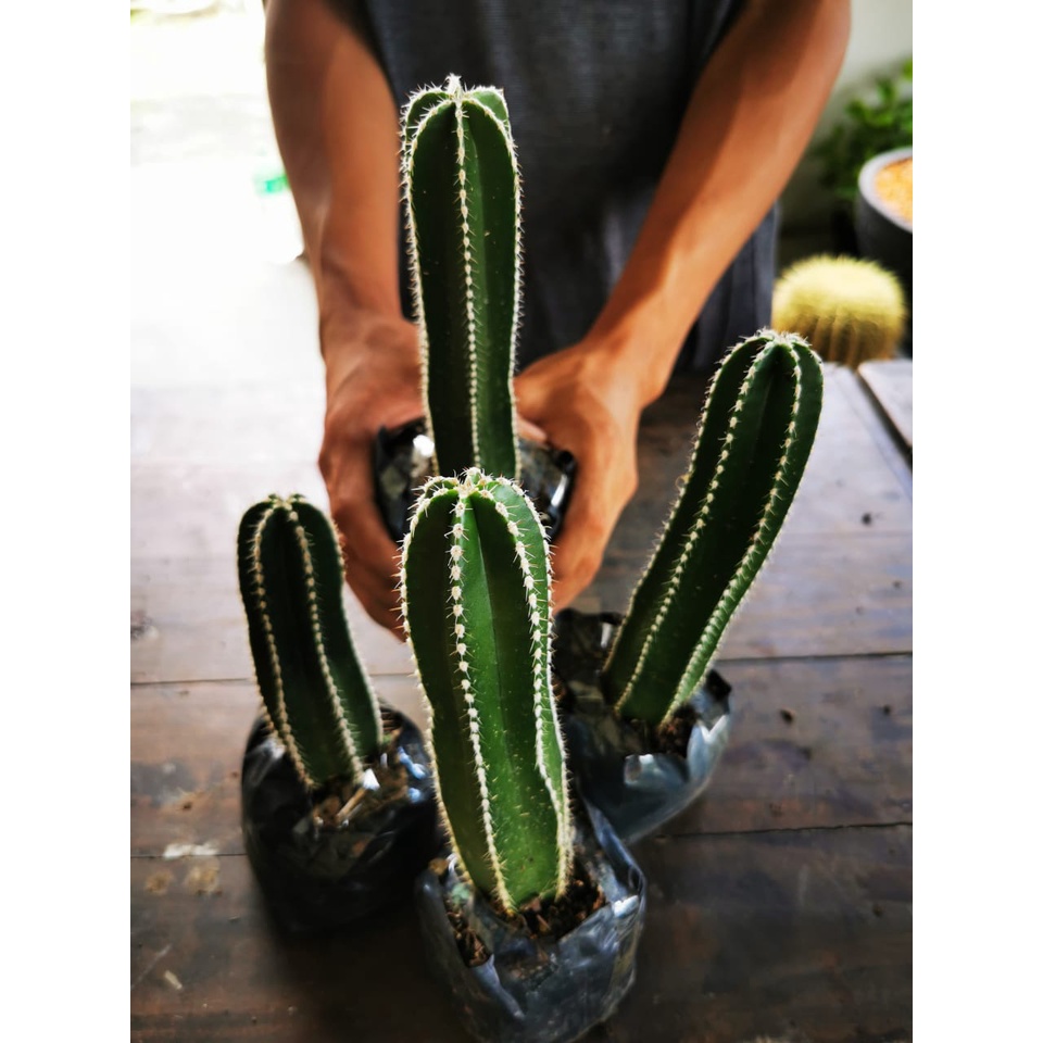 Zipper Cactus Columnar 11 To 17cm Spine To Spine Shopee Philippines