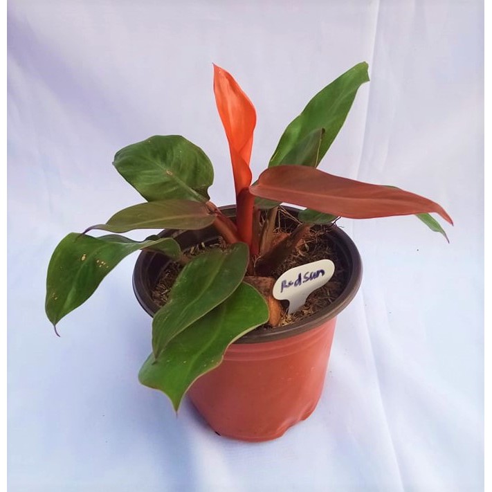 Philodendron Red Sun Healthy Live Plant Extremely Rare Shopee Philippines