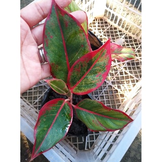 Aglaonema Red Siam Live Plant #6