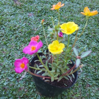 12 Special Large Flower Portulaca Cuttings Indoor Outdoor Plants Shopee Philippines