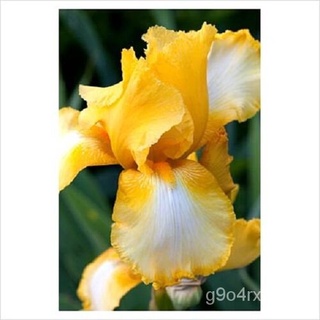 seeds flower plants  20+ BI-COLOR YELLOW BEARDED IRIS / PERENNIAL / GERMANIC IRIS FLOWER SEED/Seeds  #1