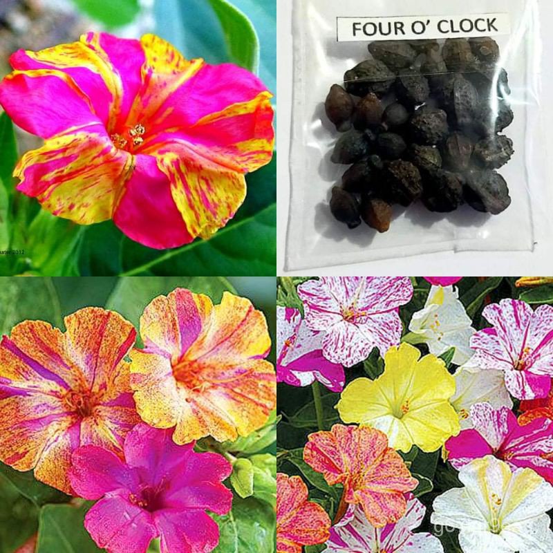 Factory price FOUR O CLOCK flower seeds Shopee Philippines