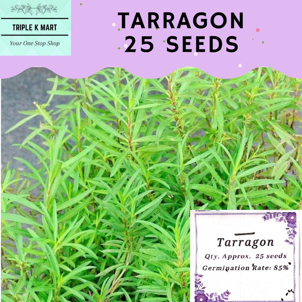 Tarragon Herb Seeds High Quality and Germination Rate (25 seeds per