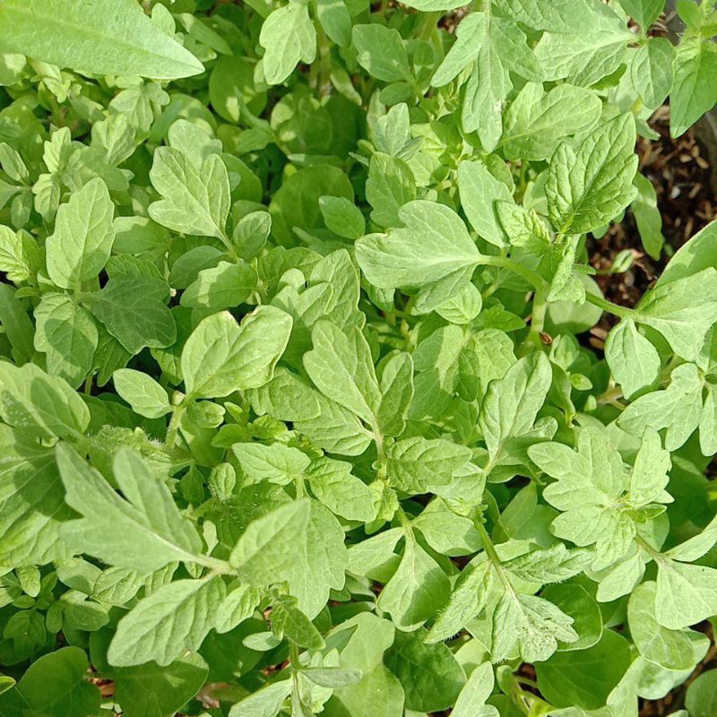 Kamatis Plant