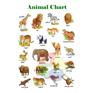 Animals Chart Laminated A4 Size | Shopee Philippines