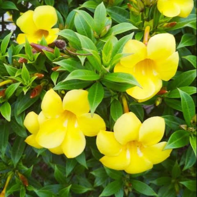 Promotions & Deals From gardenlandia | Shopee Philippines