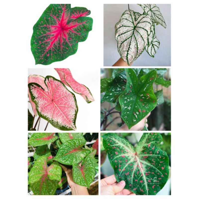 Common Caladiums Bundle A | Shopee Philippines