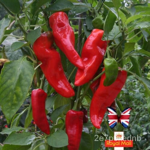 High quality seeds SWEET PEPPER 25 SEEDS MARCONI RED LONG GIANT HEIRLOOM