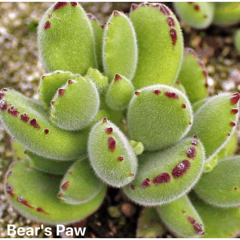 Bear's succulents | Shopee Philippines
