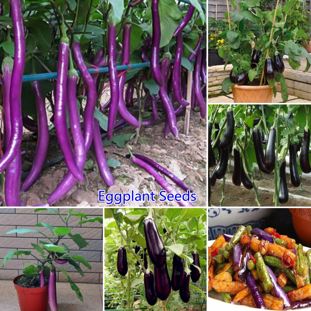 Philippines Eggplant Seeds Eggplant Long Purple Vegetable Seeds Indoor And Outdoor Plants Real 3784