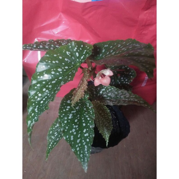 Episcia ,Begonia Polka dots & other local/imported garden decor | Shopee  Philippines