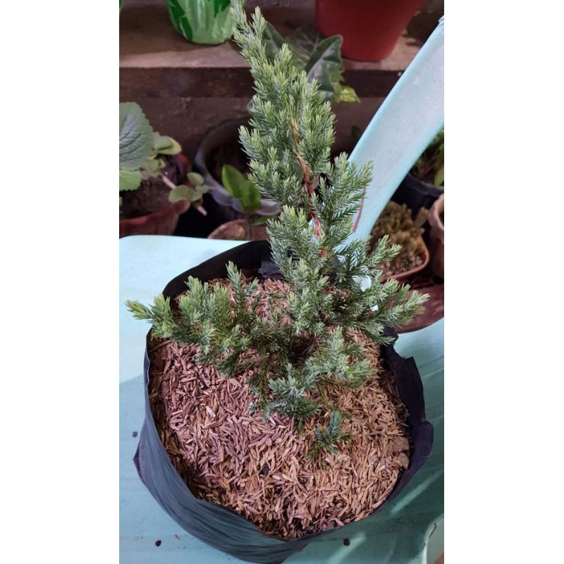 Juniper Japanese Plants Outdoor Shopee Philippines