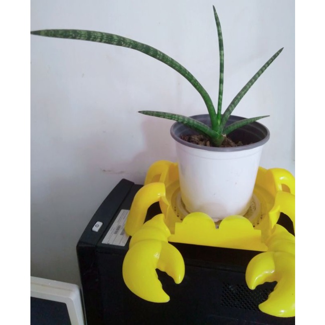 Sansevieria Snake Plant/Uprooted with white soft pot and soil. Shopee