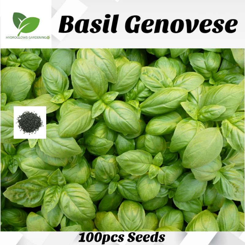 Basil Herb Basil Sweet Genovese 6000 seeds 5060495013584 