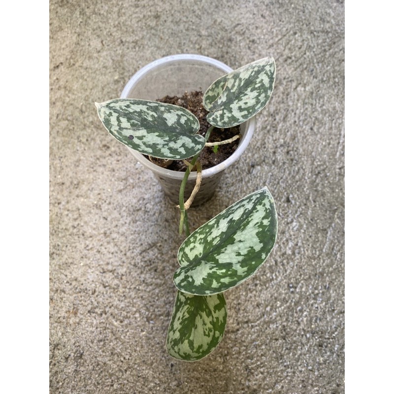 Silver Satin Pothos Or Scindapsus Pictus Shopee Philippines