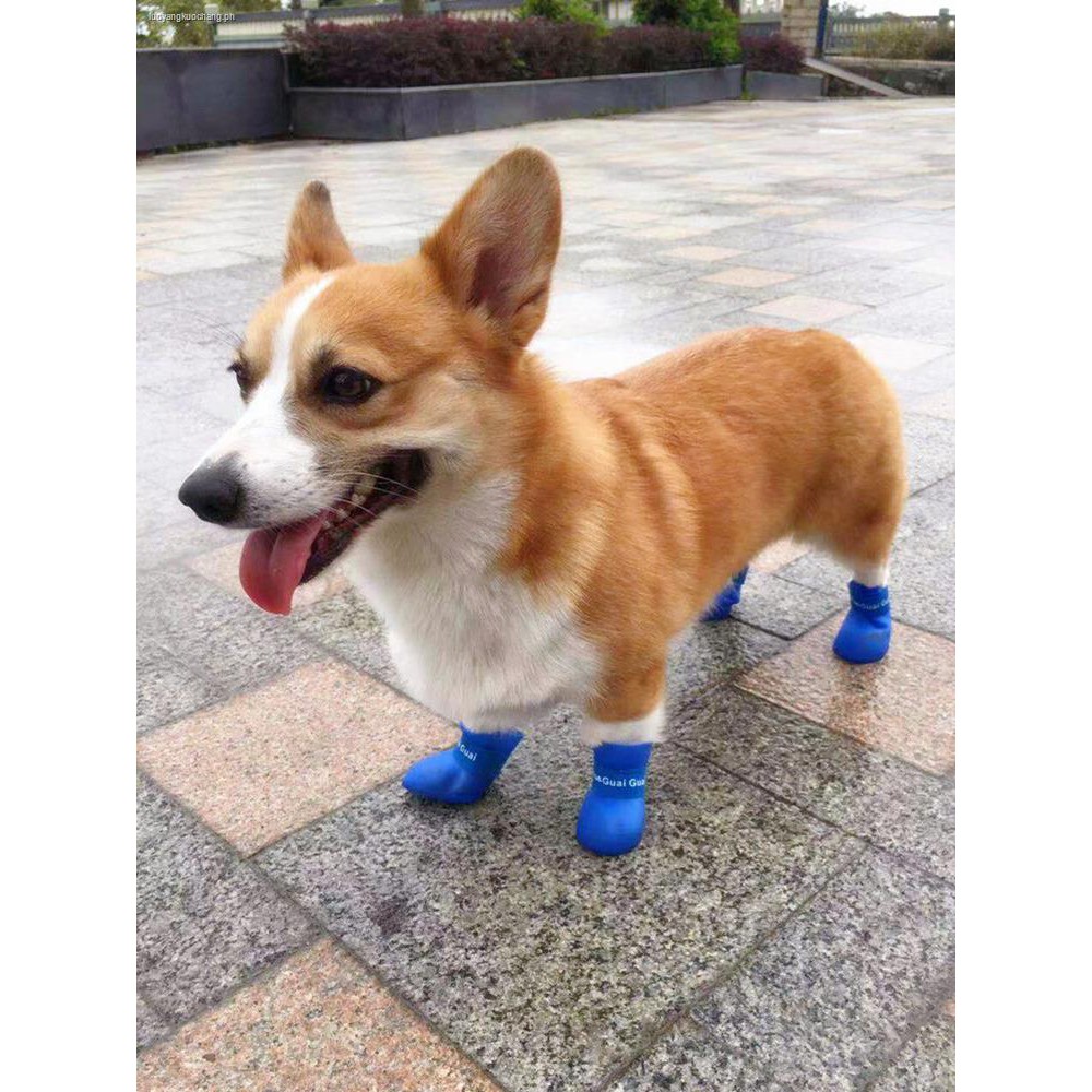 dog boots