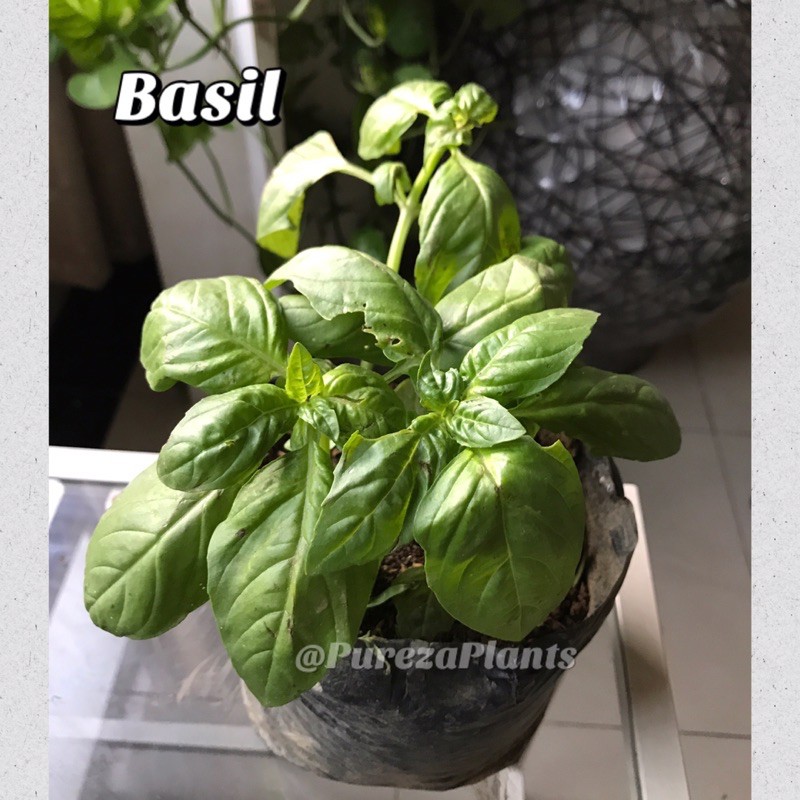 Basil Herb Live Plant with Soil Well Rooted (COD)