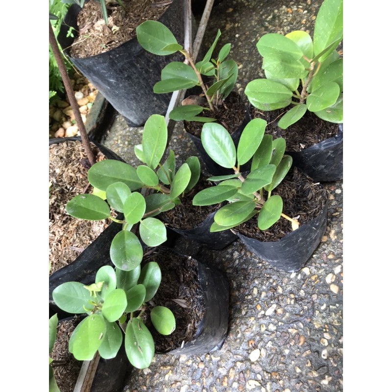 Ficus Nana Or Money Tree Plant For Prosperity Medicinal Benefits And Air Purifyer Shopee Philippines