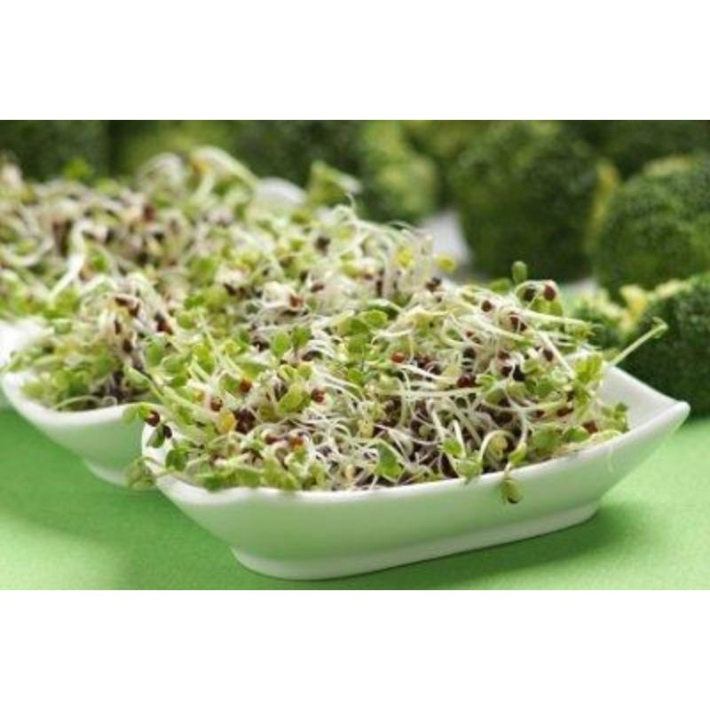 how to grow broccoli sprouts step-by-step guide - clean eating kitchen on where to buy broccoli sprouts in the philippines