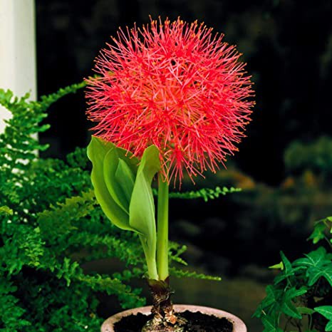 Fireball Flower Lily Bulb for Planting | Shopee Philippines