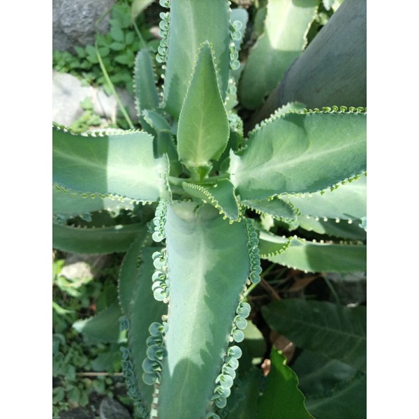 Kataka-Taka / Miracle Herbal Plant 2024 – YVOHE