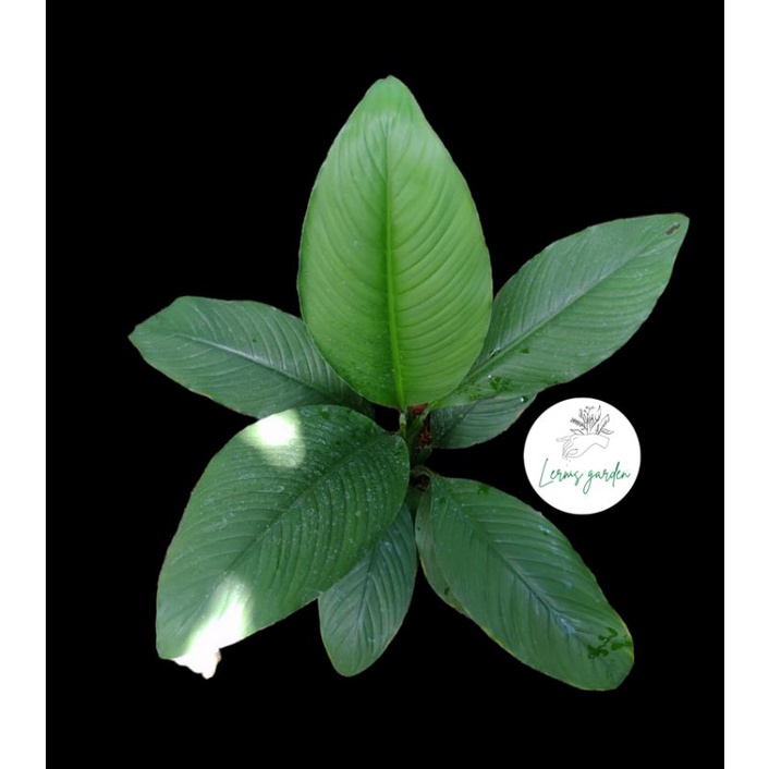 Giant Sensation (Large size) Shopee Philippines