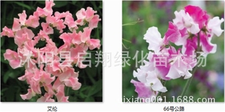 100pcs sweet pea seed, spring and autumn sowing indoor fragrant herb flower seeds #7