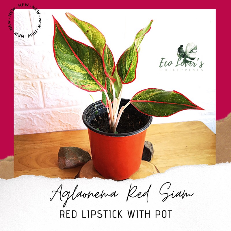 Aglaonema Red Siam Aurora / Red Chinese Evergreen with pot