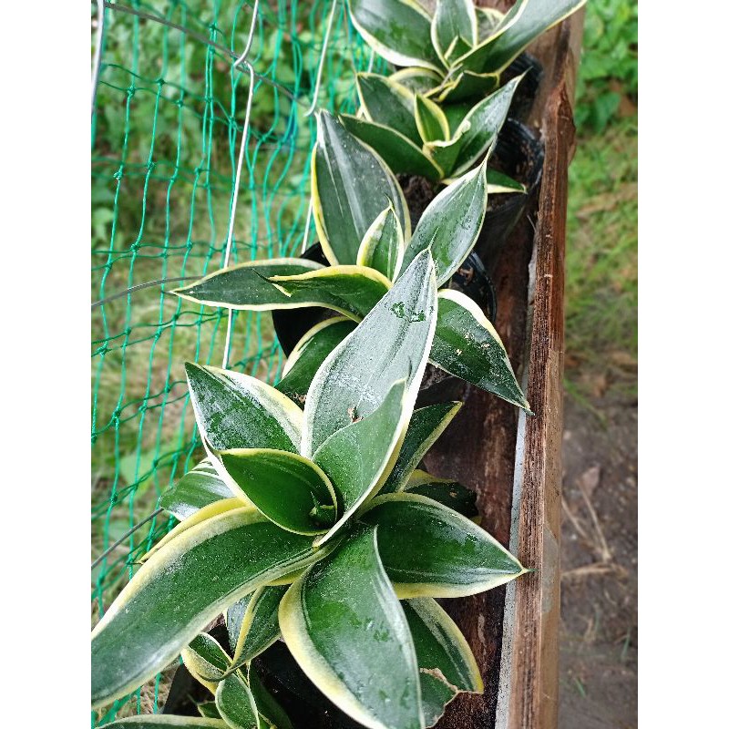 Uprooted Dwarf Snake Plant Shopee Philippines