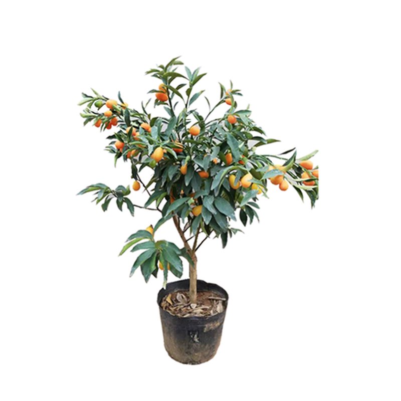 Crispy Golden Orange Seedlings with Fruit Delivery Pot Pure Sweet Honey