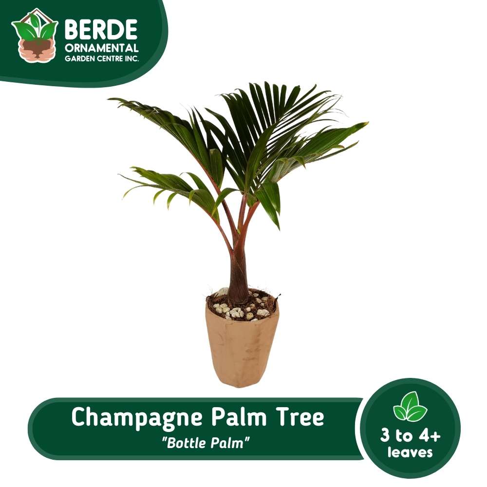 Champagne Palm Tree "Bottle Palm" Healthy Live Ornamental Plant