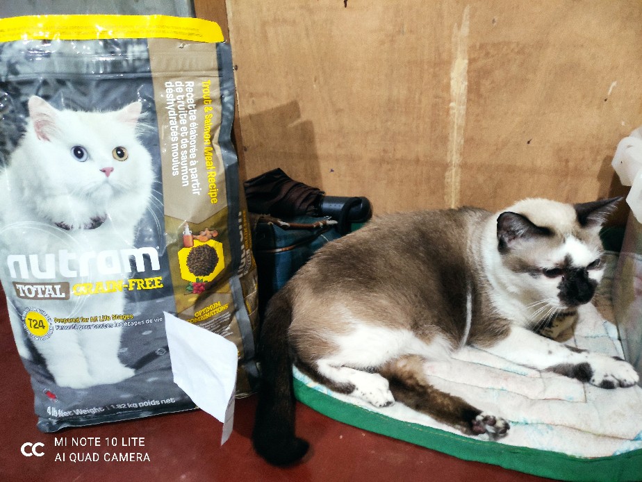 free kittens quad cities