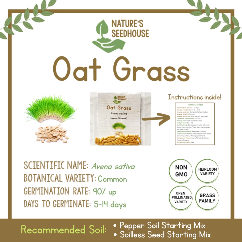 Oats Seeds Oat Grass Seeds Grass Seeds Microgreens Vegetable Seeds Plant Seeds Shopee Philippines