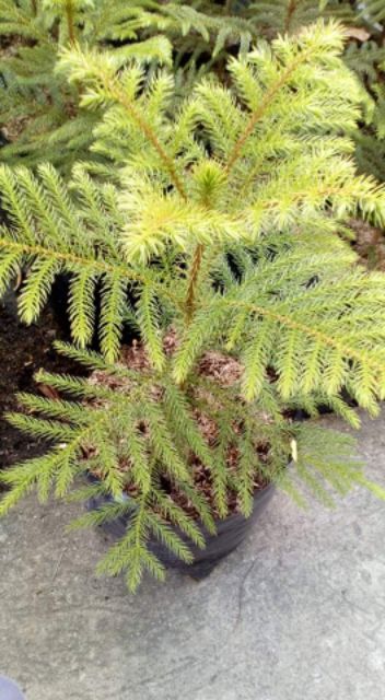 Pine Tree Alocaria In Seedling Bag Shopee Philippines