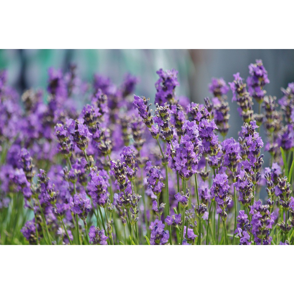 Dried Lavender Flowers Organic Tea Shopee Philippines