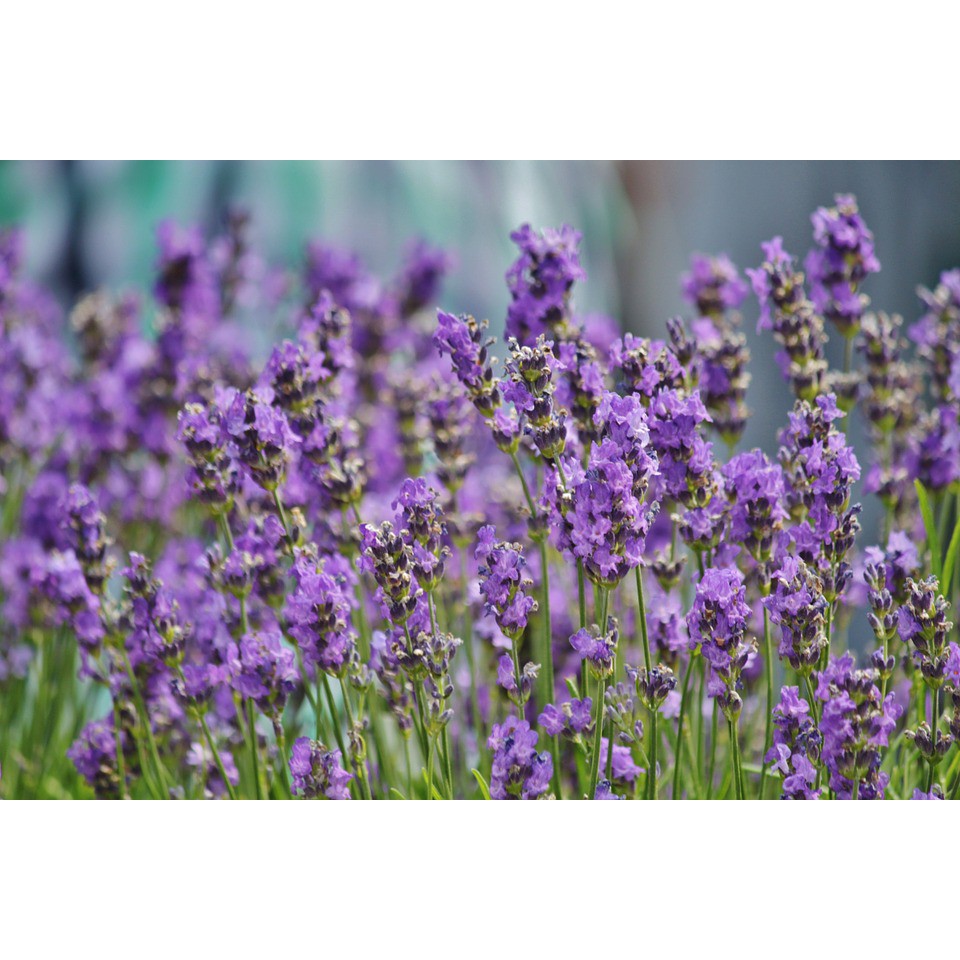 Dried Lavender Flowers Organic Tea Shopee Philippines