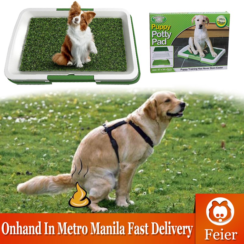 How Expensive Is Dog Training