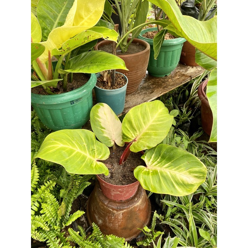 Philodendron Prince Of Orange Shopee Philippines