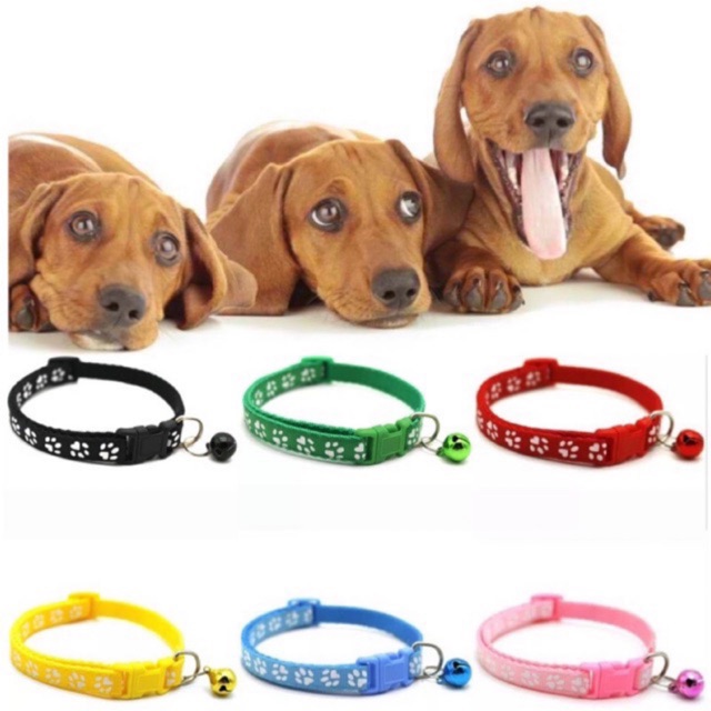 dog and cat collars