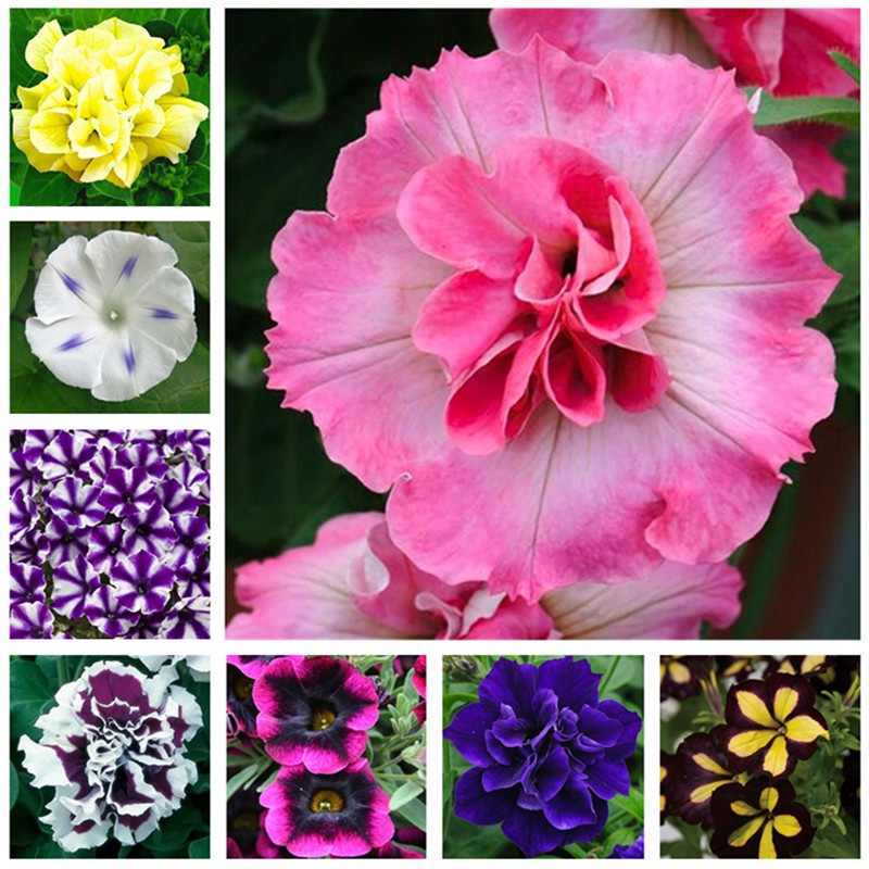 High quality seeds 40 Kinds of Variety of Colors Flower Seeds Spirit