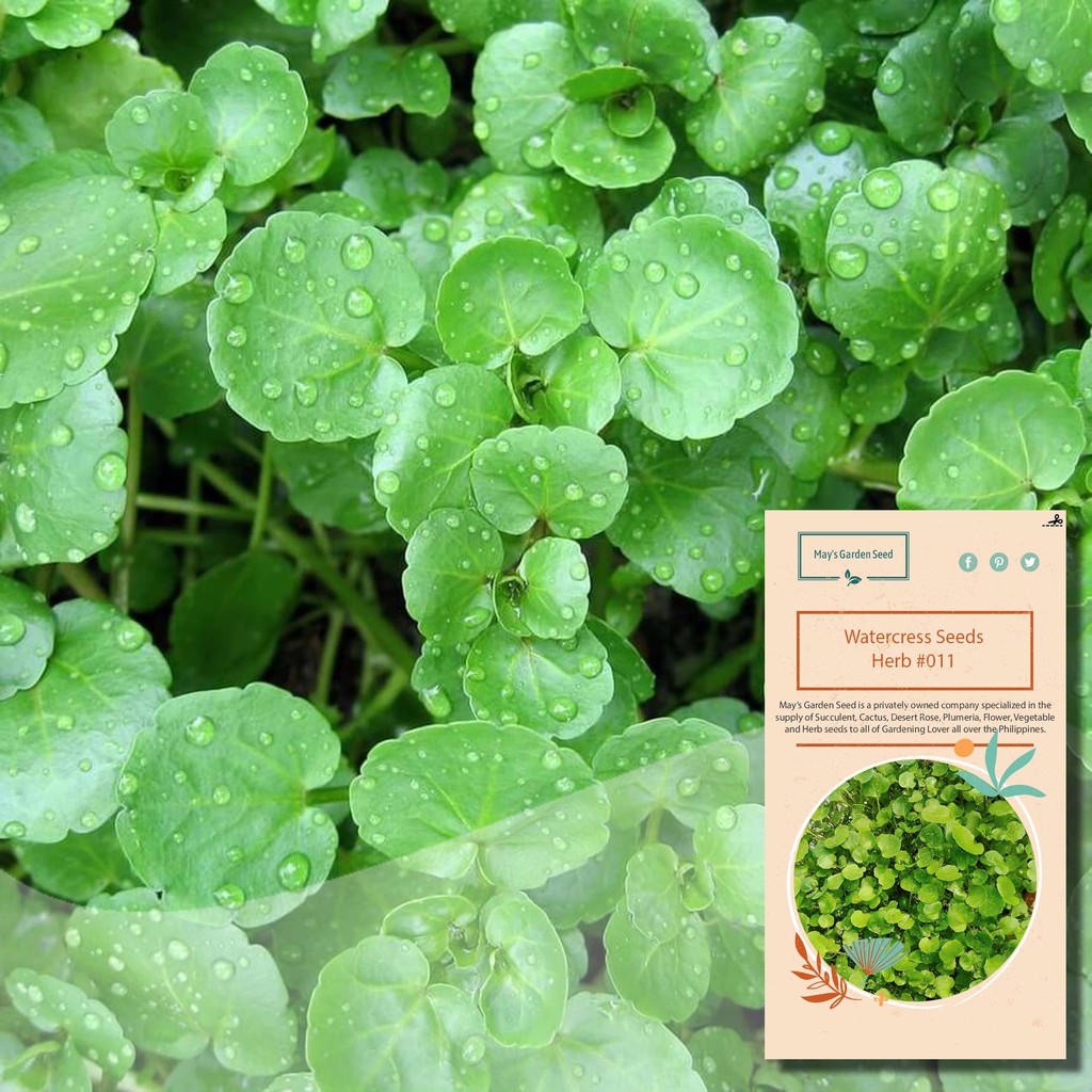 Watercress Seeds, Herb Seeds011 Shopee Philippines