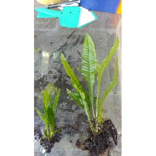 Microsorum Pteropus Java fern Mini/Regular lowtech aquatic plants ...