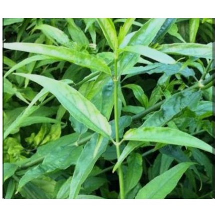 Sabah Snake Grass 10 Pcs Cuttings Shopee Philippines