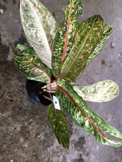  Aglaonema  aka Dona  Carmen  Chinese Evergreen indoor 