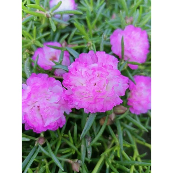 Cuttings Candy Pink Vietnam Rose Shopee Philippines