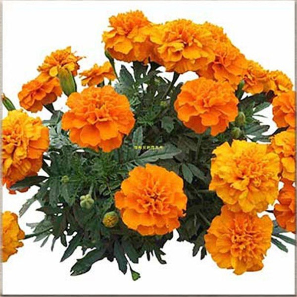 100pcs Purple Marigold Seeds Potted Plant Flower Seed Home Garden Decoration 